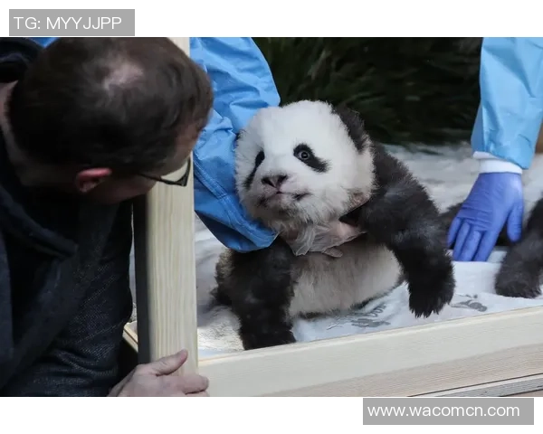 在绿茵场上追寻熊猫的足迹与梦想